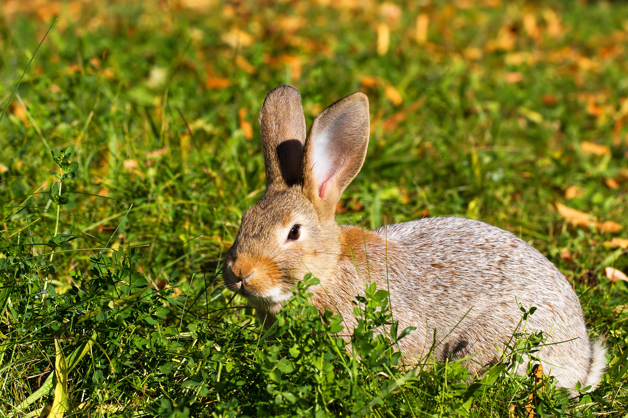 Hase